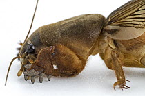 African Mole Cricket (Gryllotalpa africana) with feet adapted for digging, Gorongosa National Park, Mozambique