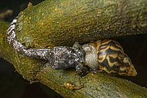 Clouded Snake (Sibon nebulatus) feeding on snail prey, Costa Rica