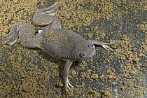 African Clawed Frog (Xenopus laevis), Gorongosa National Park, Mozambique