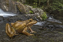 Delalande's River Frog (Amietia quecketti) near waterfall, Gorongosa National Park, Mozambique