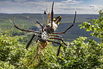 Golden Orb-web Spider (Nephila komaci) feeding on grasshopper prey, Gorongosa National Park, Mozambique