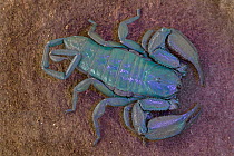 Flat Rock Scorpion (Hadogenes granulatus), seen under UV light, Gorongosa National Park, Mozambique