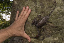 Flat Rock Scorpion (Hadogenes granulatus) and hand, Gorongosa National Park, Mozambique