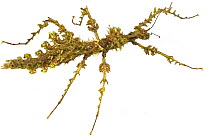 Mossy Stick Insect (Trychopeplus laciniatus), Costa Rica