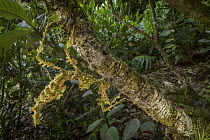 Mossy Stick Insect (Trychopeplus laciniatus) in rainforest, Costa Rica