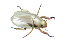 Scarab Beetle (Chrysina batesi), Monteverde Cloud Forest Reserve, Costa Rica