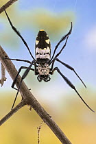 Golden Orb-web Spider (Nephila komaci), Gorongosa National Park, Mozambique