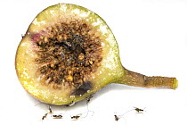 Fig (Ficus sp) fruit cross-section with parasitic wasps that have developed inside, Blyde River Canyon, South Africa