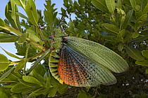 Green Milkweed Locust (Phymateus viridipes) in defensive posture, Mpumalanga, South Africa