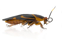 Giant Cockroach (Eustegasta poecila) cleaning antenna, Gorongosa National Park, Mozambique
