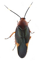 Giant Cockroach (Eustegasta sp), Gorongosa National Park, Mozambique