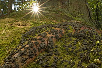 Slime mold in forest, Ponkapoag Bog, Massachusetts