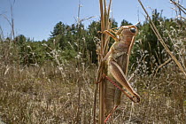 Two-striped Grasshopper (Melanoplus bivittatus) in field, Ponkapoag Bog, Massachusetts