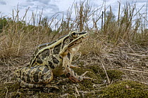 Pickerel Frog (Rana palustris), Estabrook Woods, Massachusetts