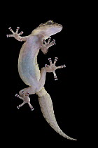 Gorongosa Rock Gecko (Afroedura gorongosa), newly discovered species, Gorongosa National Park, Mozambique