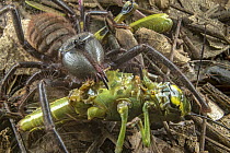 Sun Spider (Zeria sp) feeding on grasshopper prey, Gorongosa National Park, Mozambique