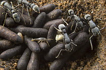 Ant (Platythyrea cribrinodis) workers tending to pupae and larvae with silverfish, Gorongosa National Park, Mozambique