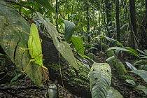 Rhinoceros Spearbearer (Copiphora rhinoceros) in rainforest, La Selva Biological Reserve, Costa Rica