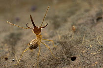 Nasute Termite (Rhynchotermes perarmatus) soldier in defensive posture, Costa Rica