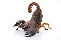 Scorpion (Opisthacanthus pugnax) in defensive posture, South Africa
