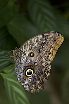 Owl Butterfly (Caligo memnon), Monteverde Cloud Forest Reserve, Costa Rica