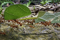 Leafcutter Ant (Atta cephalotes) group carrying leaves, Carara National Park, Costa Rica