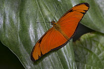 Julia Butterfly (Dryas iulia), Monteverde Cloud Forest Reserve, Costa Rica