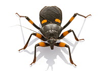 Assassin Bug (Platymeris sp), Gorongosa National Park, Mozambique