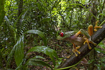 Red-eyed Tree Frog (Agalychnis callidryas) in rainforest, Belize