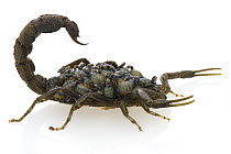 Scorpion (Parabuthus transvaalicus) female carrying young, Gorongosa National Park, Mozambique