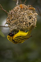 Village Weaver (Ploceus cucullatus) building nest, Gorongosa National Park, Mozambique