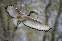 Sacred Ibis (Threskiornis aethiopicus) carrying nesting material, Gorongosa National Park, Mozambique