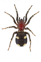 Corinnid Sac Spider (Graptartia granulosa), Gorongosa National Park, Mozambique