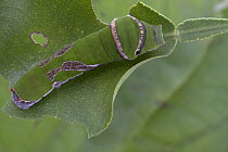 Citrus Butterfly (Papilio demodocus) caterpillar, Gorongosa National Park, Mozambique