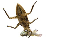 Giant Water Bug (Lethocerus niloticus) feeding on fish prey, Gorongosa National Park, Mozambique