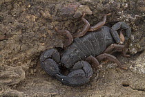 Scorpion (Opisthacanthus asper), Gorongosa National Park, Mozambique, 1 of 2