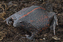 Mexican Burrowing Toad (Rhinophrynus dorsalis), Belize