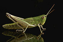 Meadow Grasshopper (Chorthippus parallelus), Poland