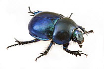 Dor Beetle (Geotrupes vernalis), Poland