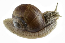 Edible Snail (Helix pomatia), Poland