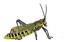 Green Milkweed Locust (Phymateus viridipes), Quirimbas National Park, Mozambique