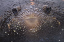 Mexican Burrowing Toad (Rhinophrynus dorsalis), Belize