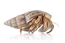 Hermit Crab (Coenobita sp), Vamizi Island, Mozambiqiue