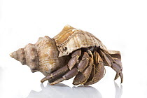 Hermit Crab (Coenobita sp), Vamizi Island, Mozambiqiue