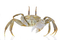 Ghost Crab (Ocypode sp), Vamizi Island, Mozambiqiue