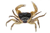 Brown Land Crab (Cardisoma carnifex), Vamizi Island, Mozambiqiue