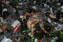 Coconut Crab (Birgus latro) on recycled bottles, Vamizi Island, Mozambique