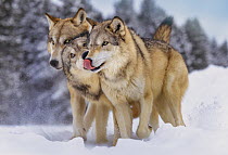 Gray Wolf (Canis lupus) trio in snow, native to North America