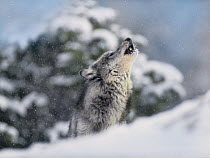 Gray Wolf (Canis lupus) howling in snow, native to North America
