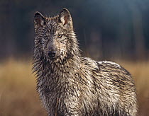 Gray Wolf (Canis lupus) wet after being in water, native to North America